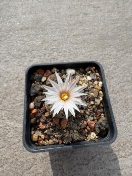 Turbinicarpus valdezianus